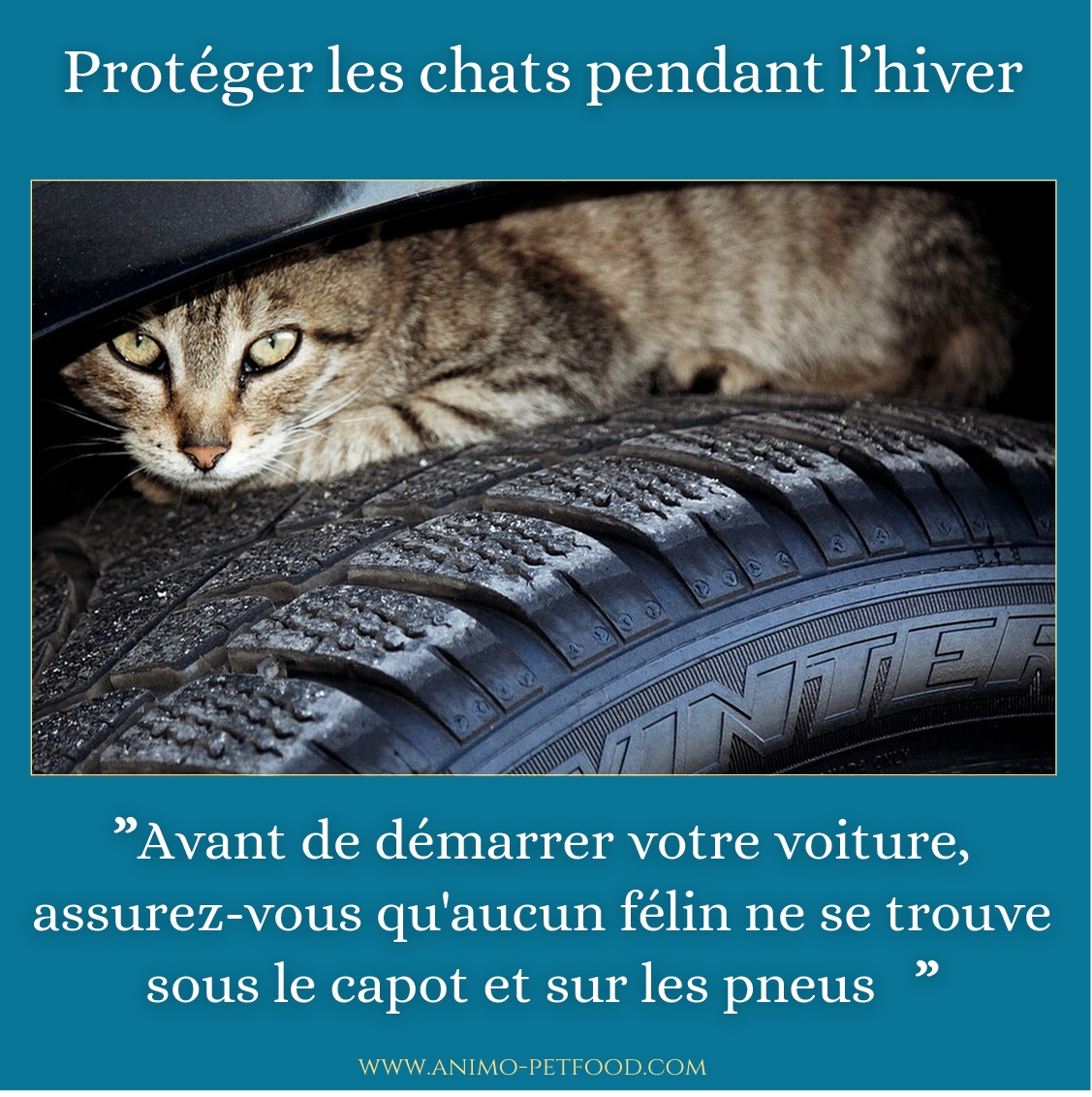 chat-chat hiver-chat interieur-chat exterieur-cat winter-Chats et voitures par temps froid-